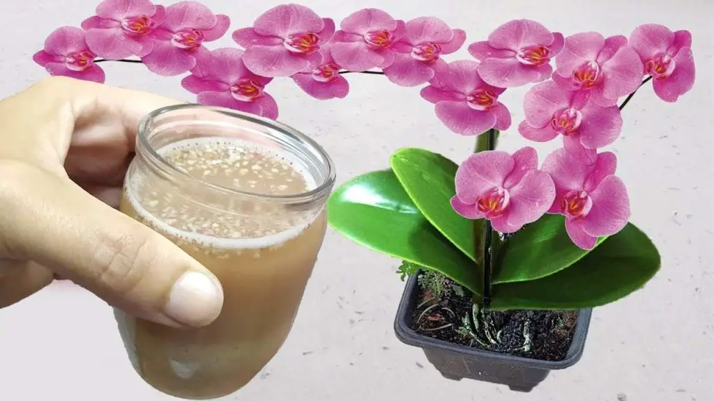 Floración y crecimiento de las plantas garantizado con 1 vaso de este líquido natural – Mis Consejos Jardinería