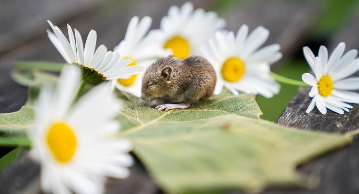 ratones en el jardin