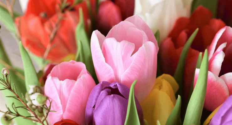 Fertilizante de flores