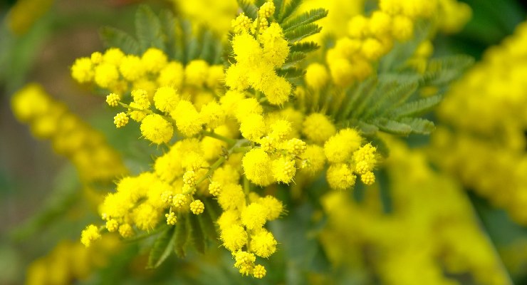 Mimosa