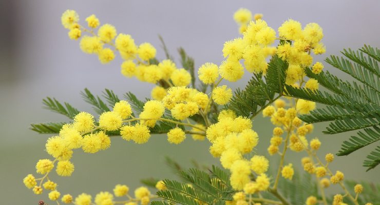 cultivar mimosa en casa