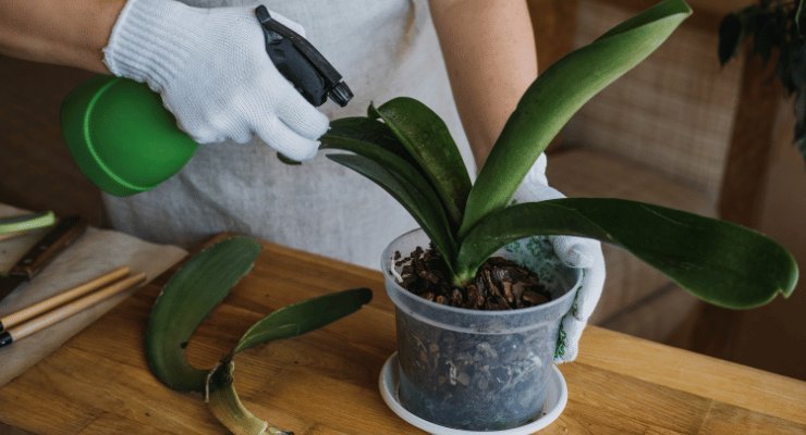 hojas de orquídea