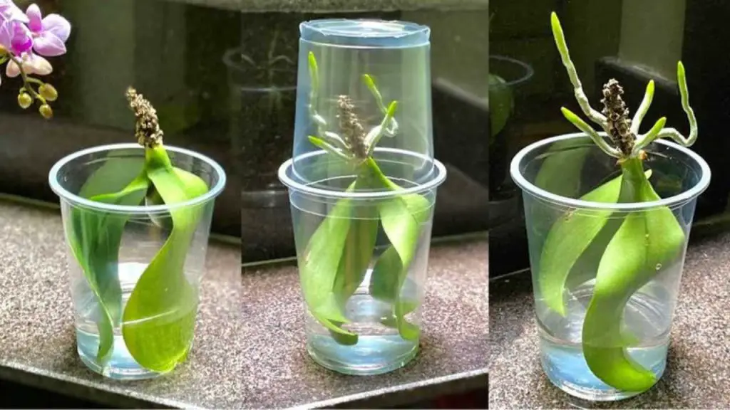 Hojas de orquídea, si las pones en un vaso de agua nunca paras: qué pasa – Mis Consejos Jardinería