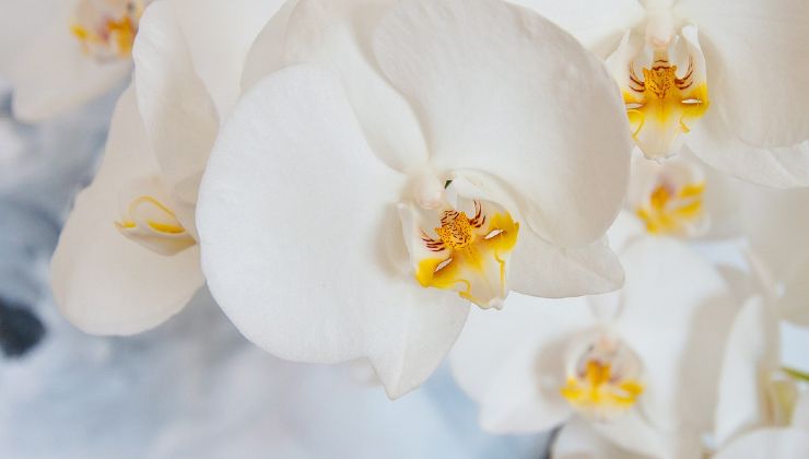 ramas de orquideas