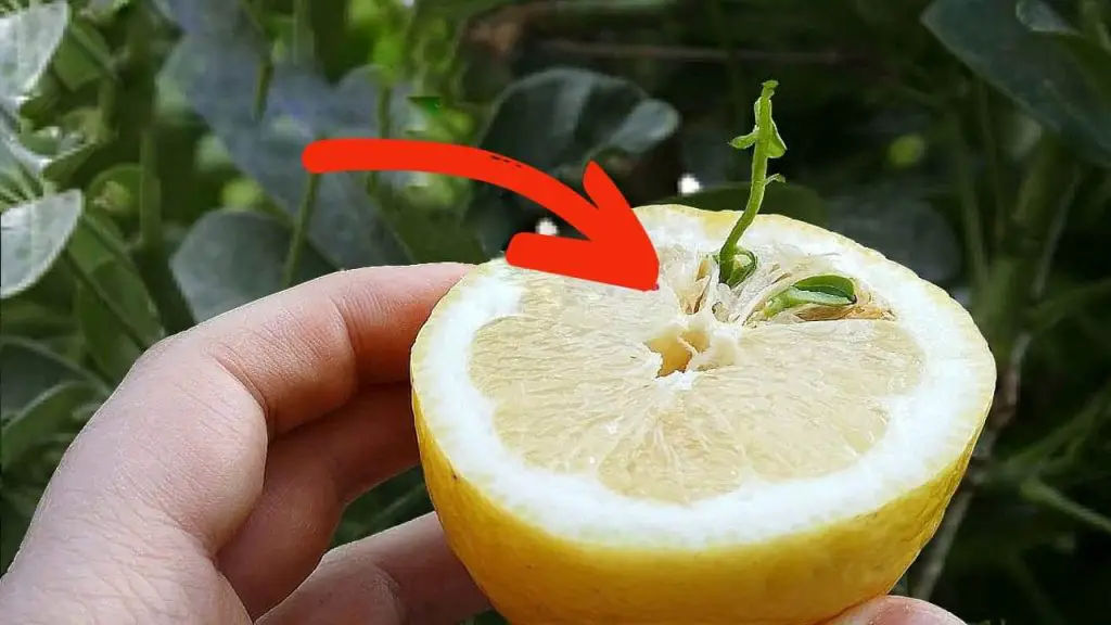 Cómo germinar semillas de limón, revelada la táctica infalible de todo viverista – Mis Consejos Jardinería