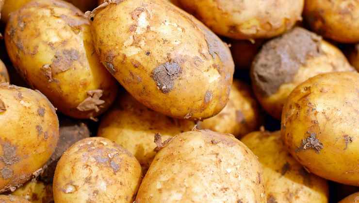 papas con brotes