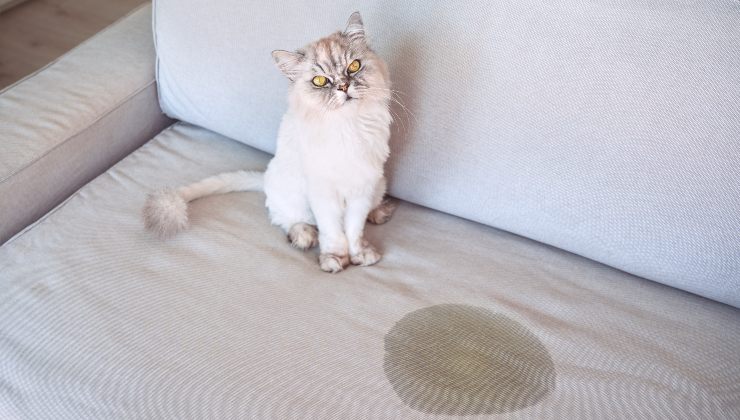 orinar en la casa del gato