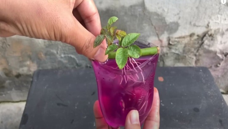 Propagar rosas