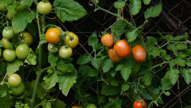 tomates de la huerta