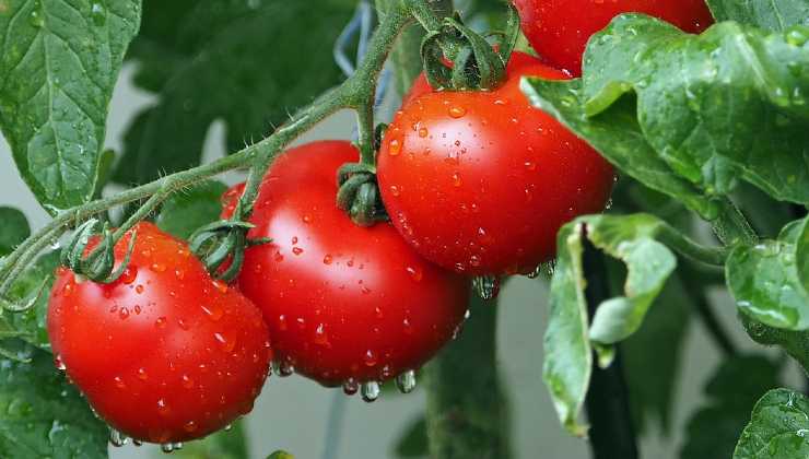 tomates de cultivo