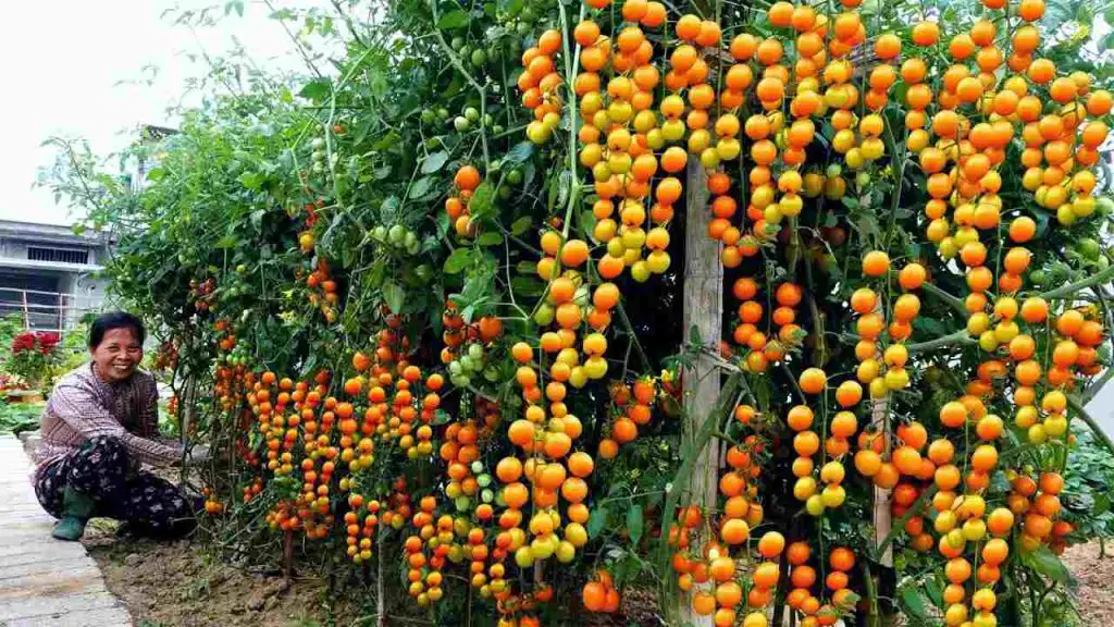 Huerta, con esta técnica milenaria ya no tendrás que comprar tomates durante meses enteros – Mis Consejos Jardinería