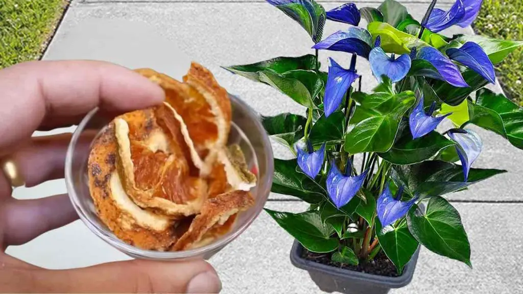 Flores exuberantes durante meses, ya no usarás otros fertilizantes: esto es muy poderoso – Mis Consejos Jardinería