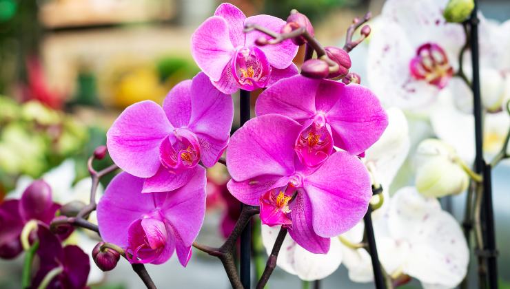 orquídea