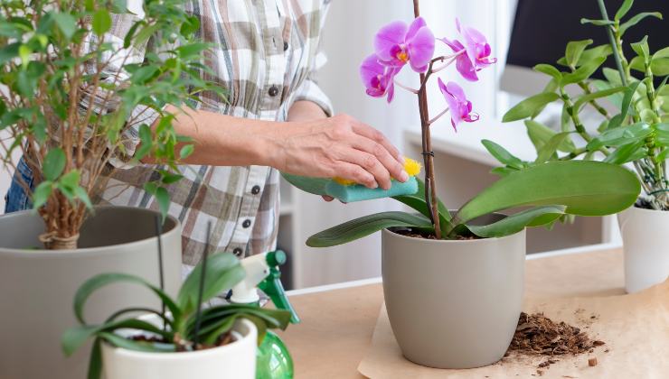 orquídea floreciente durante 4 estaciones
