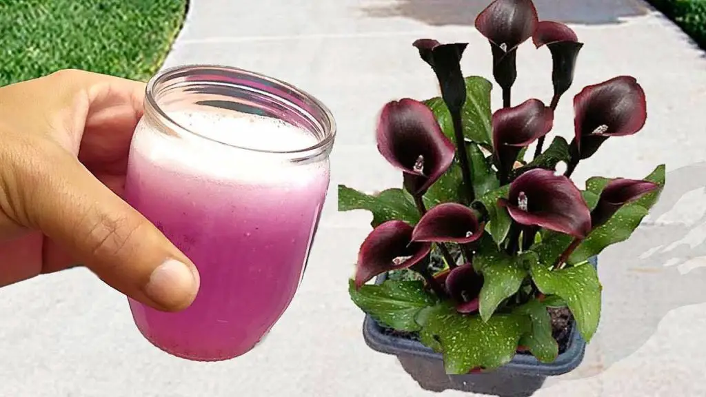 No lo tires más, vale oro para tus plantas: úsalo en el jardín – Mis Consejos Jardinería