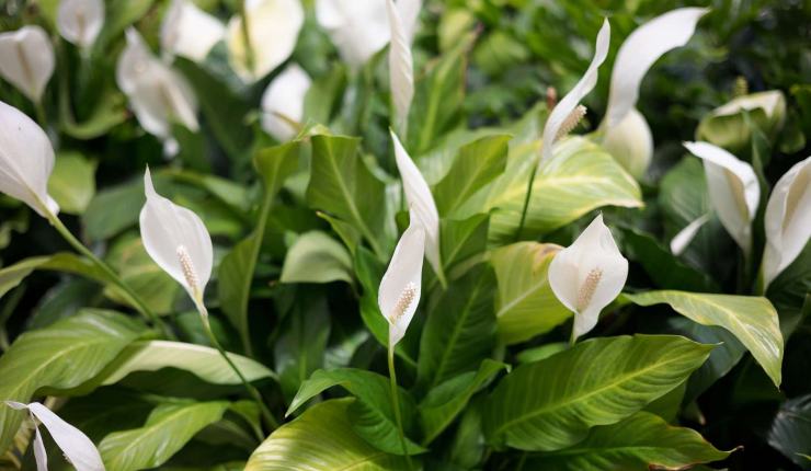Paz Lily