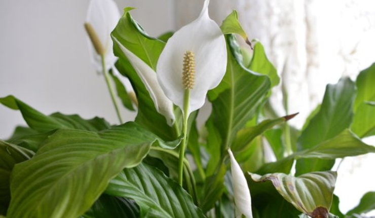 Paz Lily