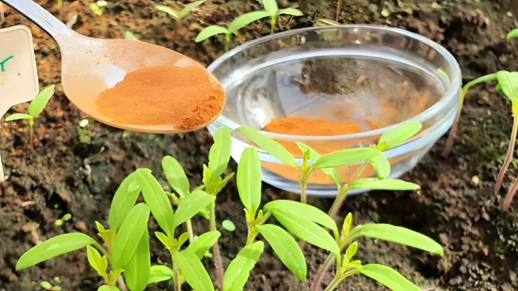 Fungicida natural para hortalizas y jardines, este ingrediente mantiene alejados a los insectos – Mis Consejos Jardinería