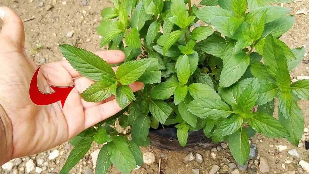 Esta fragante planta hace que las cucarachas y las moscas desaparezcan en un instante – Mis Consejos Jardinería