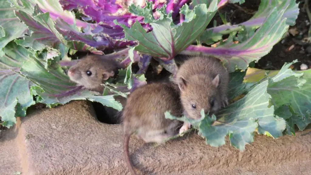 Ratones en el jardín, si rocías este líquido desaparecerán al cabo de unas horas – Mis Consejos Jardinería
