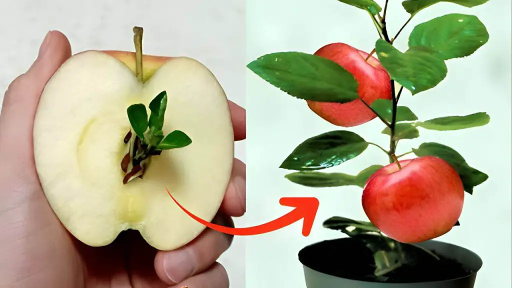 Manzana, cómo hacer crecer una plántula sin costo a partir de desechos: 10 días es suficiente – Mis Consejos Jardinería