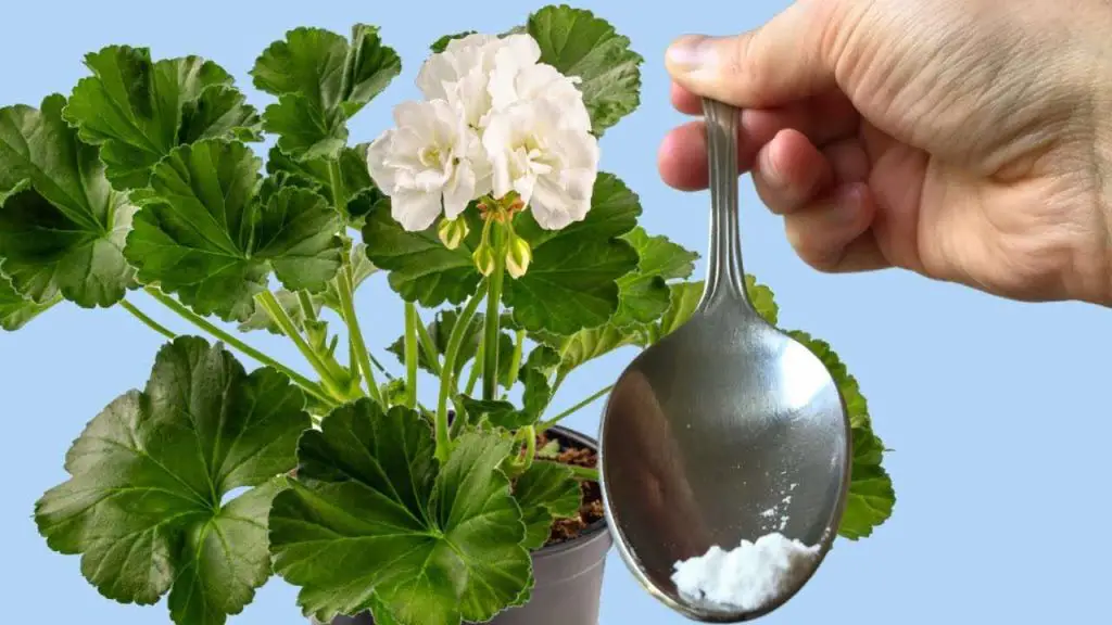 Solo una cucharada para cualquier flor que tengas y verás como florece al instante. – Mis Consejos Jardinería