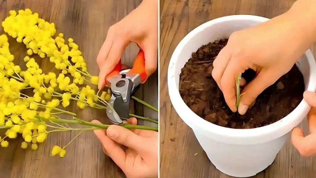 Mimosa, no la tires: la ramita es suficiente para crear una planta maravillosa – Mis Consejos Jardinería
