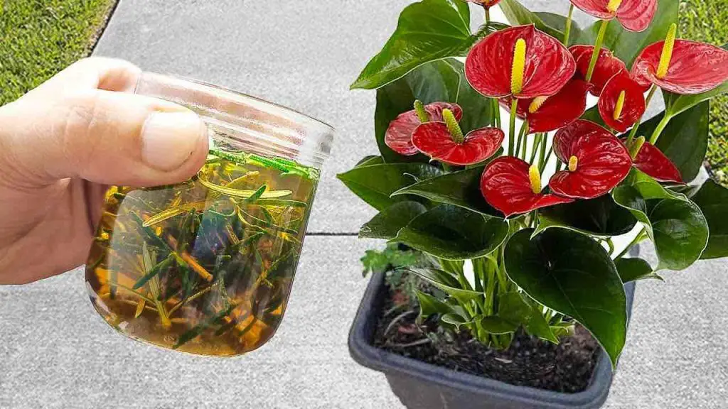 Con una taza de este líquido tendrás floreros llenos de flores en tu hogar y jardín – Mis Consejos Jardinería