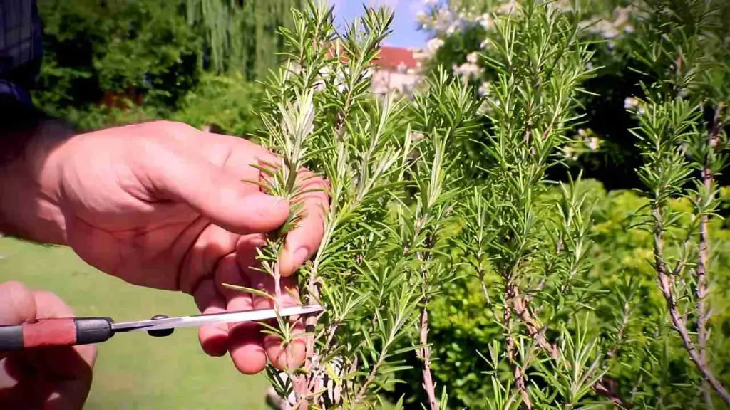 Cómo reproducir romero en agua sin fin, te llevará muy pocos minutos – Mis Consejos Jardinería