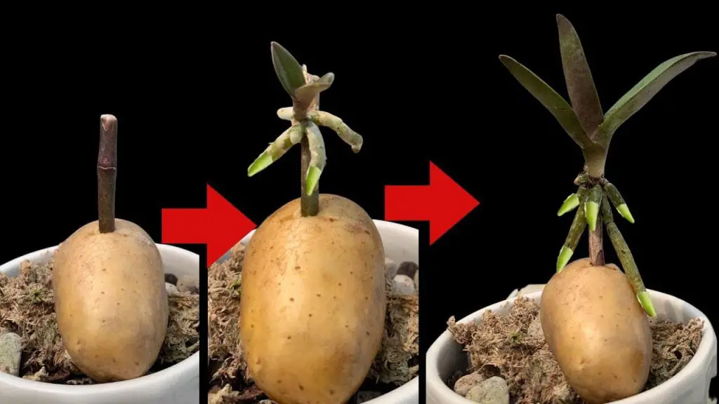 Orquídeas, cómo propagarlas sin fin con una papa: los jardineros enseñan – Mis Consejos Jardinería