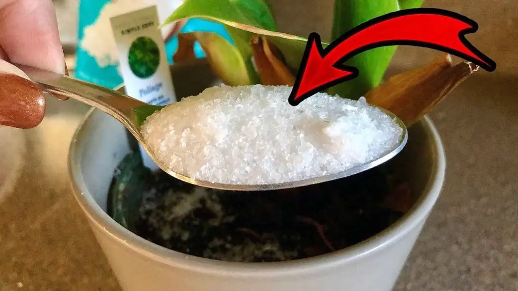 Añade este ingrediente a tus plantas: siempre tendrás hojas sanas y frondosas – Mis Consejos Jardinería