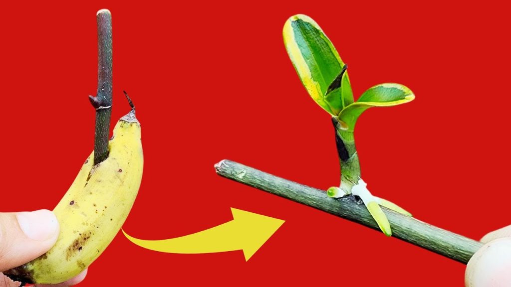 Cómo propagar una orquídea, una cáscara de plátano es suficiente, muy simple – Mis Consejos Jardinería