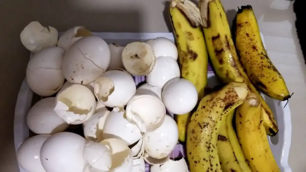 Estos 2 ingredientes valen oro en el jardín: abono muy potente – Mis Consejos Jardinería