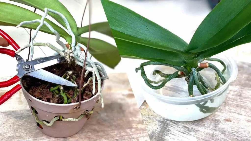 Rejuvenece la orquídea con este método amado por los viveristas: te durará toda la vida – Mis Consejos Jardinería