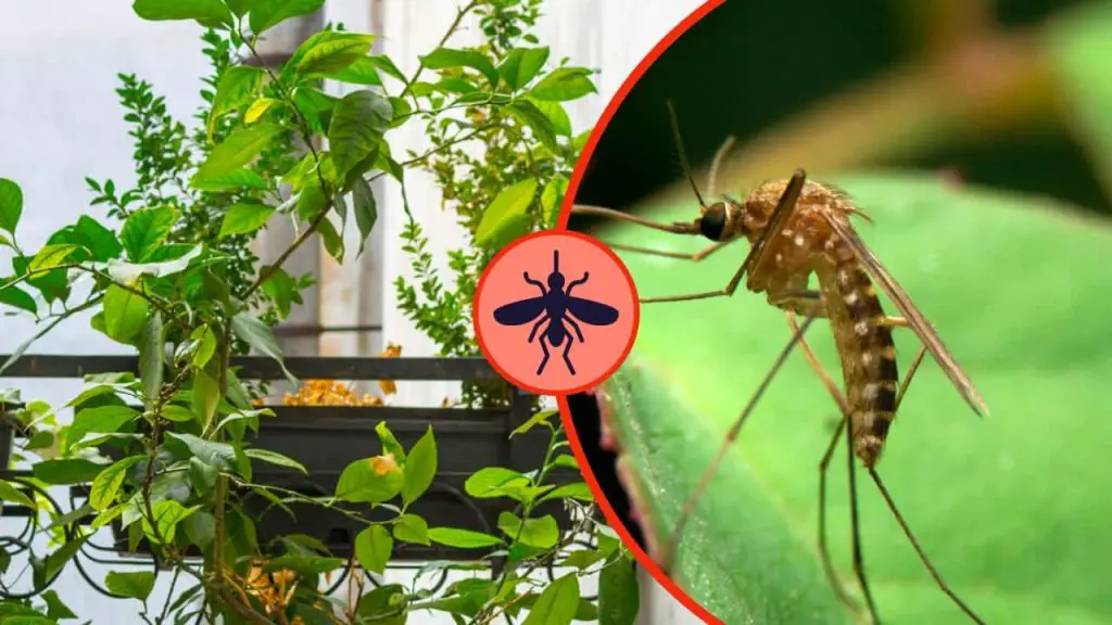 Esta hierba aromática mantiene alejados a los mosquitos durante todo el verano. – Mis Consejos Jardinería