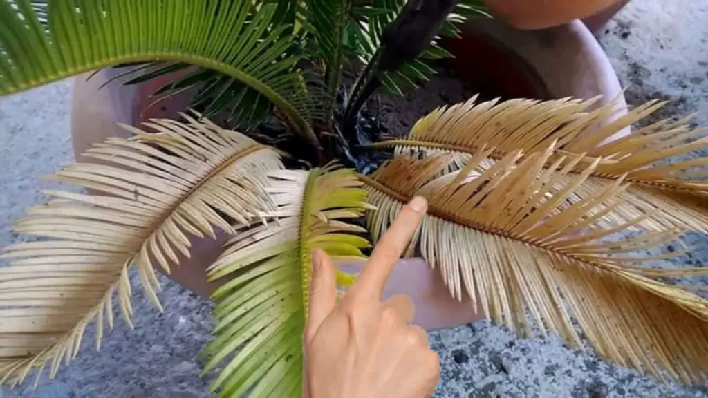 ¿Cómo curar las hojas amarillas de las Cycas? Aquí está la solución utilizada por los viveristas. – Mis Consejos Jardinería