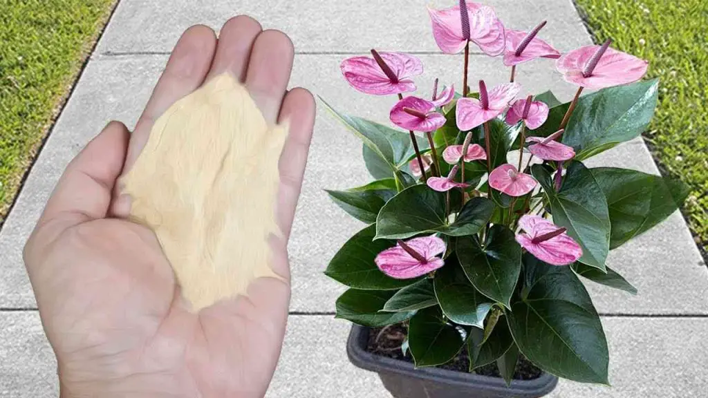 El abono orgánico más recomendado por viveristas: tendrás unas raíces verdes, bonitas y sanas – Mis Consejos Jardinería