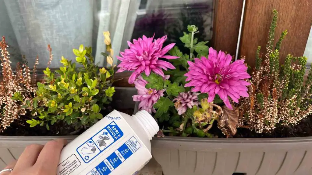 Vierta la leche en las plantas y espere 5 minutos – increíble lo que sucede – Mis Consejos Jardinería
