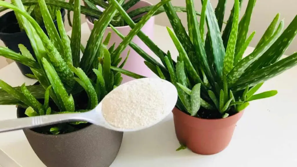 Pon solo 1 cucharada en Aloe vera: todos querrán saber cuál es el secreto – Mis Consejos Jardinería