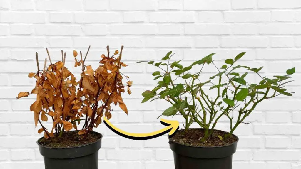 Planta seca y amarillenta, cómo revivirla en unos segundos: renace de inmediato – Mis Consejos Jardinería
