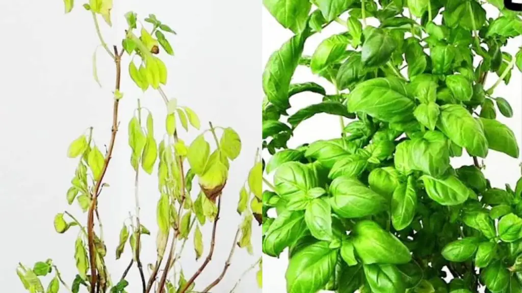 Albahaca podrida, cómo recuperarla en pocos minutos: el antiguo truco – Mis Consejos Jardinería