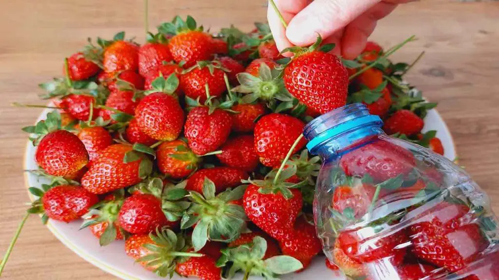 Solo así podrás conservar las fresas durante todo un año: estarán aún más frescas – Mis Consejos Jardinería