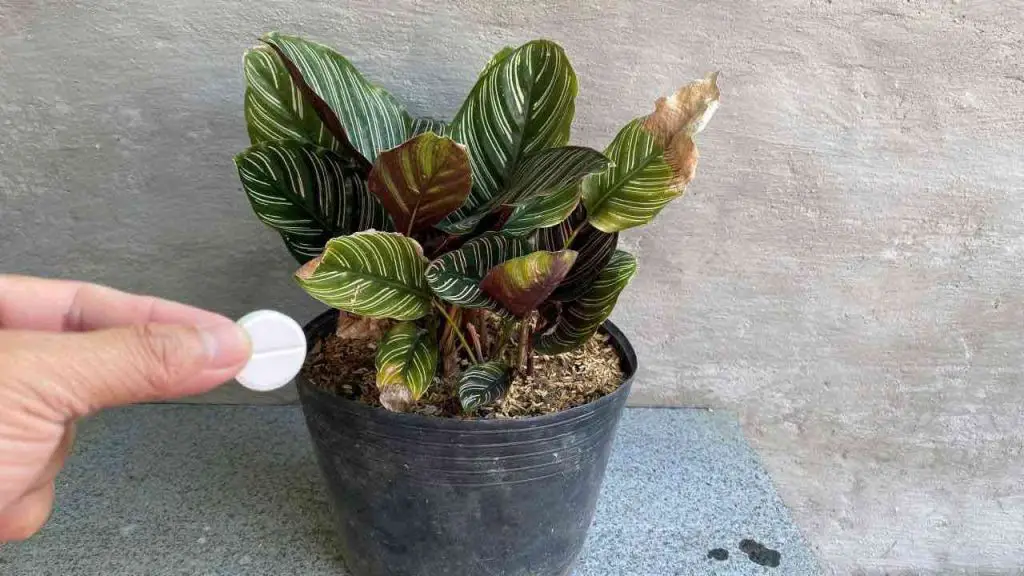 Con esta cápsula todas tus flores se mantendrán frescas durante más de un año – Mis Consejos Jardinería
