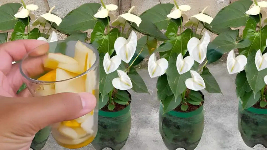 No lo tires más, vale oro para las plantas: crecerán durante unos diez años – Mis Consejos Jardinería
