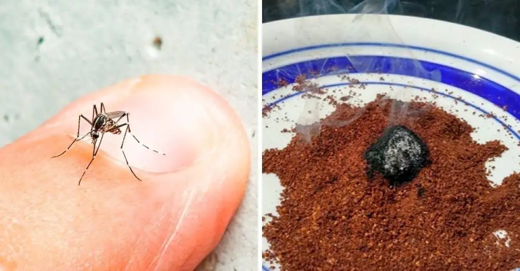 El remedio natural contra los mosquitos está en tu cocina – Mis Consejos Jardinería