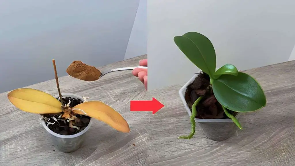 Plantas secas y marchitas, cómo recuperarlas: este ingrediente lo soluciona todo – Mis Consejos Jardinería