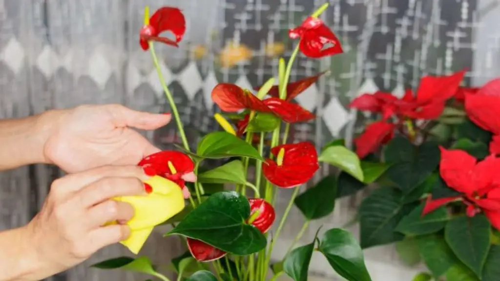 Anthurium súper floreciente: cómo cultivarlo en agua si lo quieres exuberante durante años – Mis Consejos Jardinería