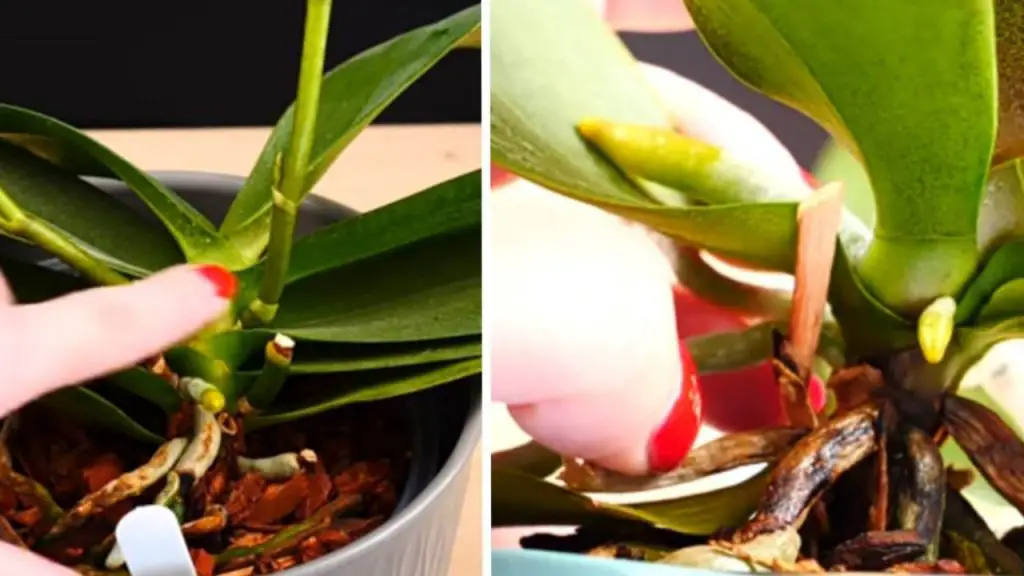 Orquídea: cómo reconocer el tallo floral y estimular su crecimiento – Mis Consejos Jardinería