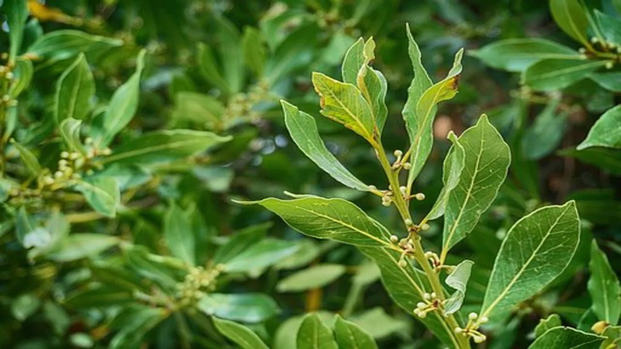 planta verde