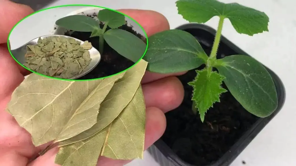 Porque los jardineros y amas de casa usan 3 hojas de laurel en sus jardines y en la cocina – Mis Consejos Jardinería